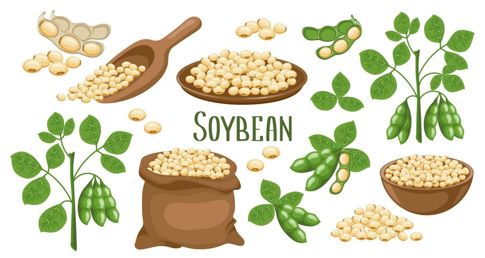 Set of soybeans. Soybean plant, soybeans in pods, in a canvas bag, bowl and wooden spoon. Food, agriculture. Illustration, vector
