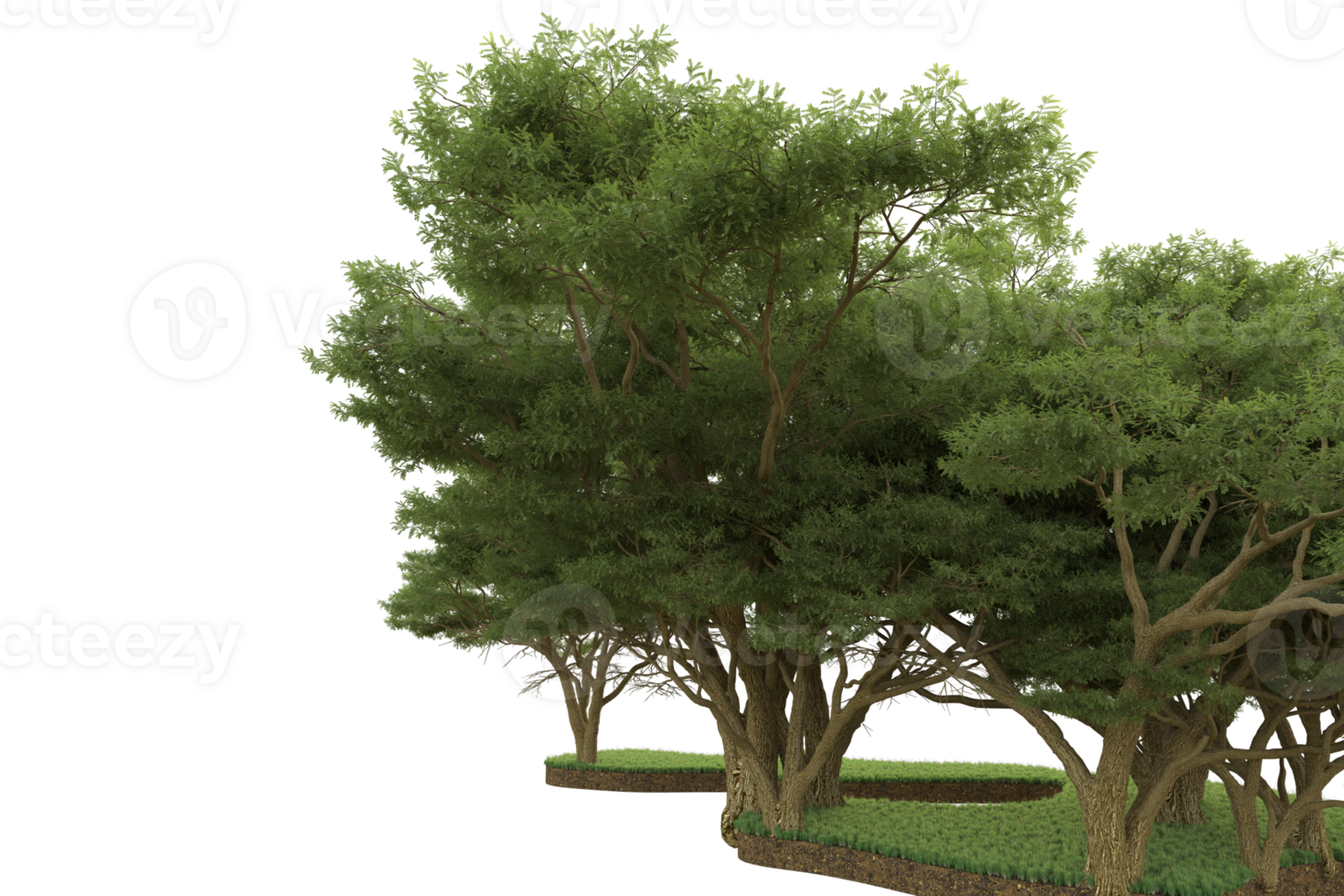 Realistic forest isolated on transparent background. 3d rendering - illustration png