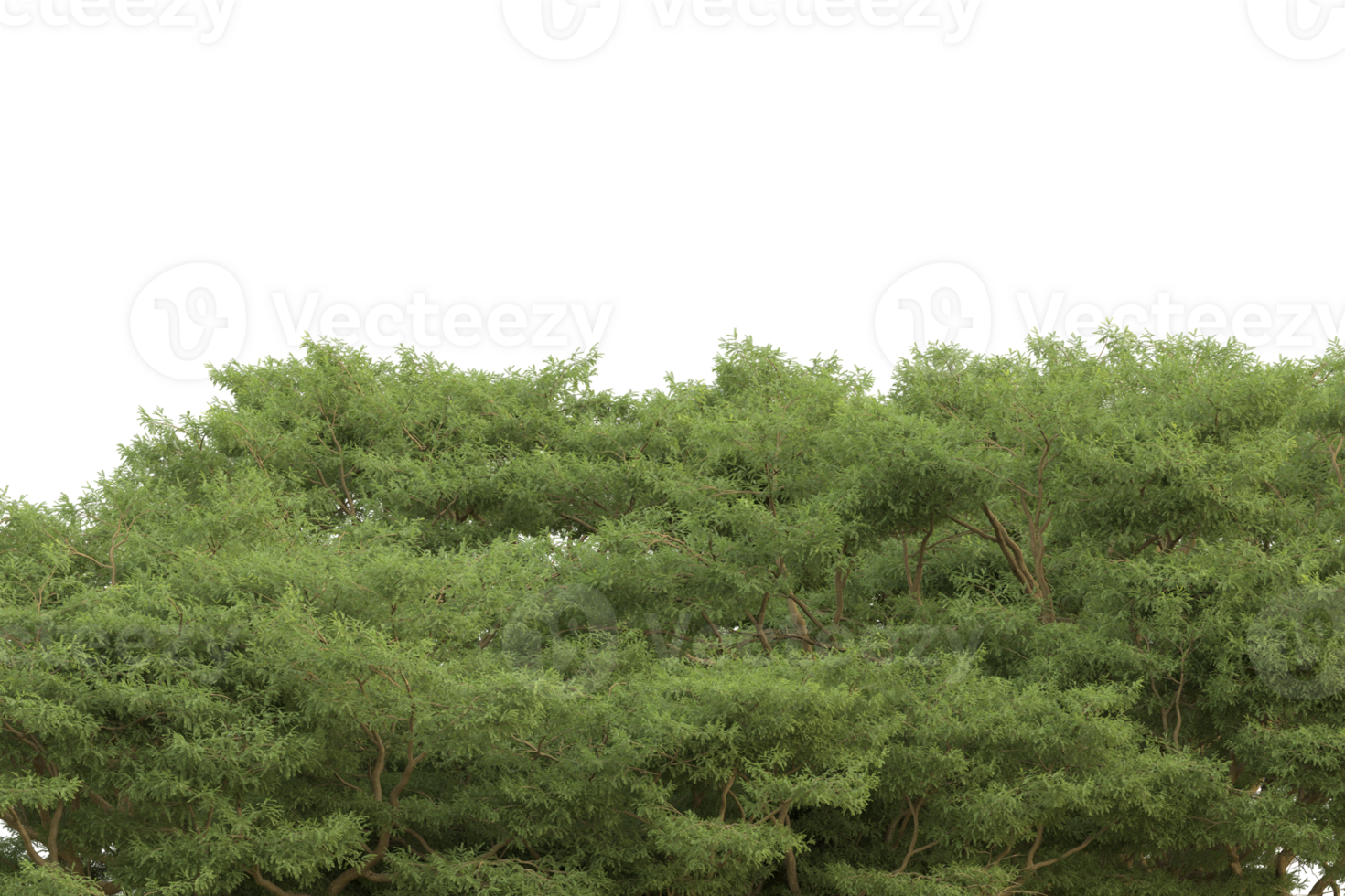 Realistic forest isolated on transparent background. 3d rendering - illustration png