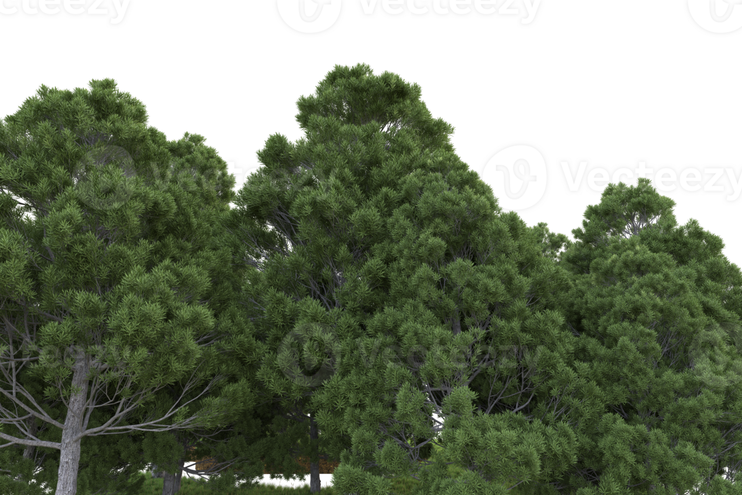 Realistic forest isolated on transparent background. 3d rendering - illustration png