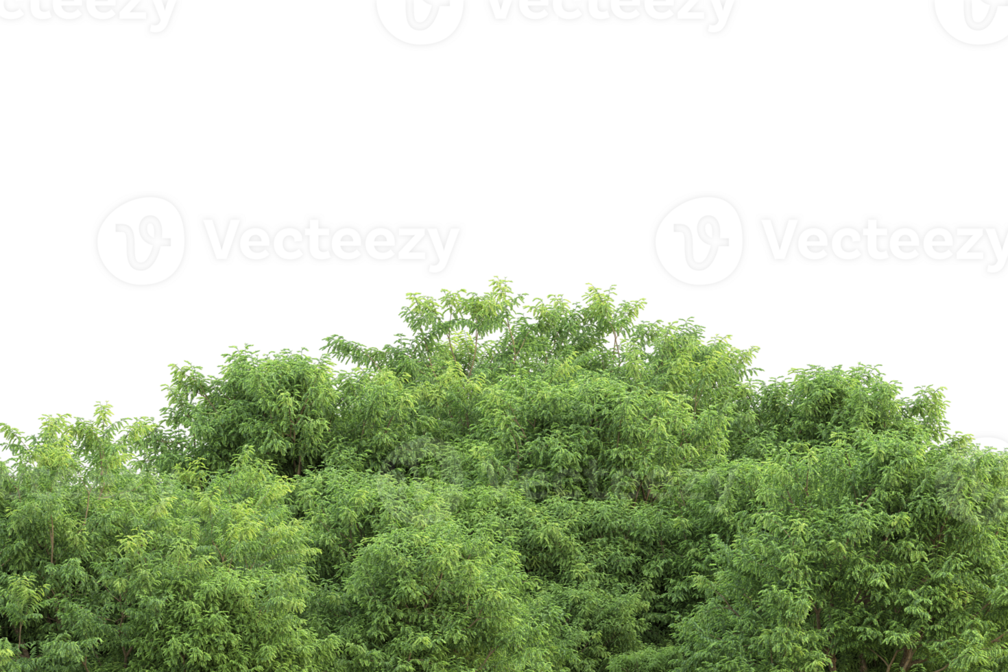 Realistic forest isolated on transparent background. 3d rendering - illustration png