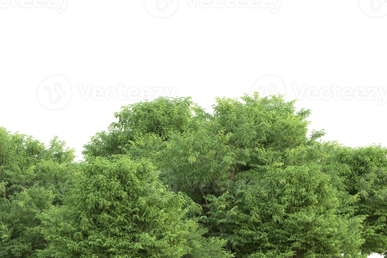 Realistic forest isolated on transparent background. 3d rendering - illustration png