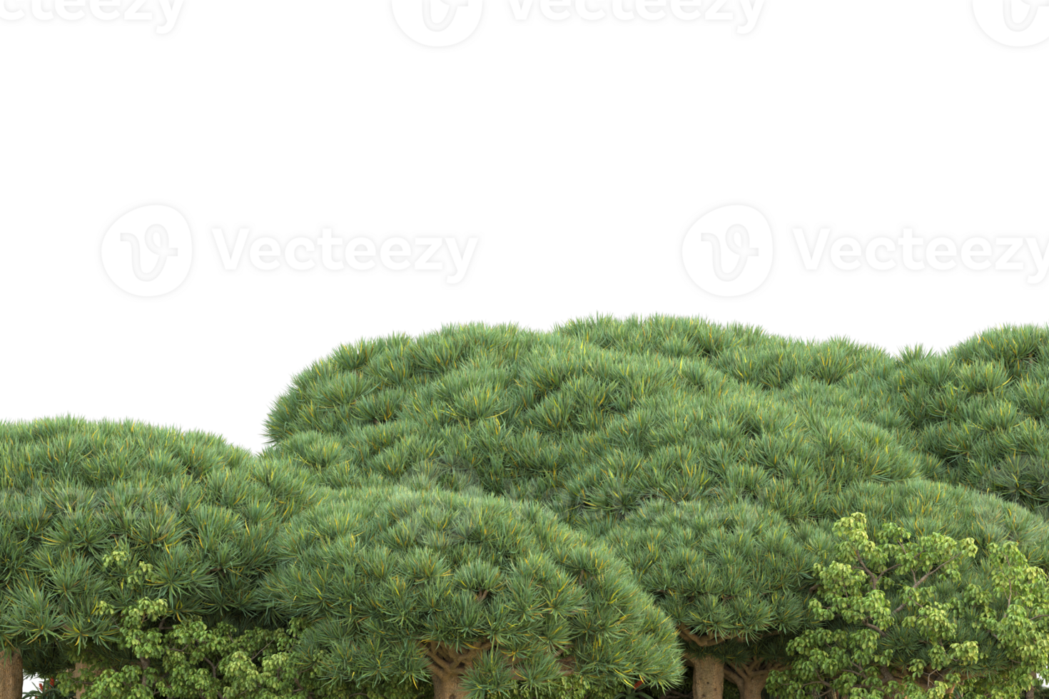 Realistic forest isolated on transparent background. 3d rendering - illustration png