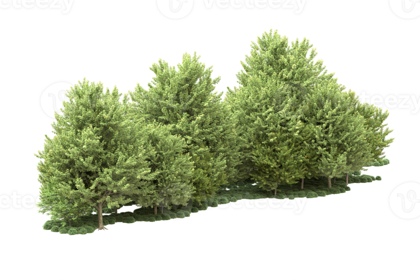 Realistic forest isolated on transparent background. 3d rendering - illustration png