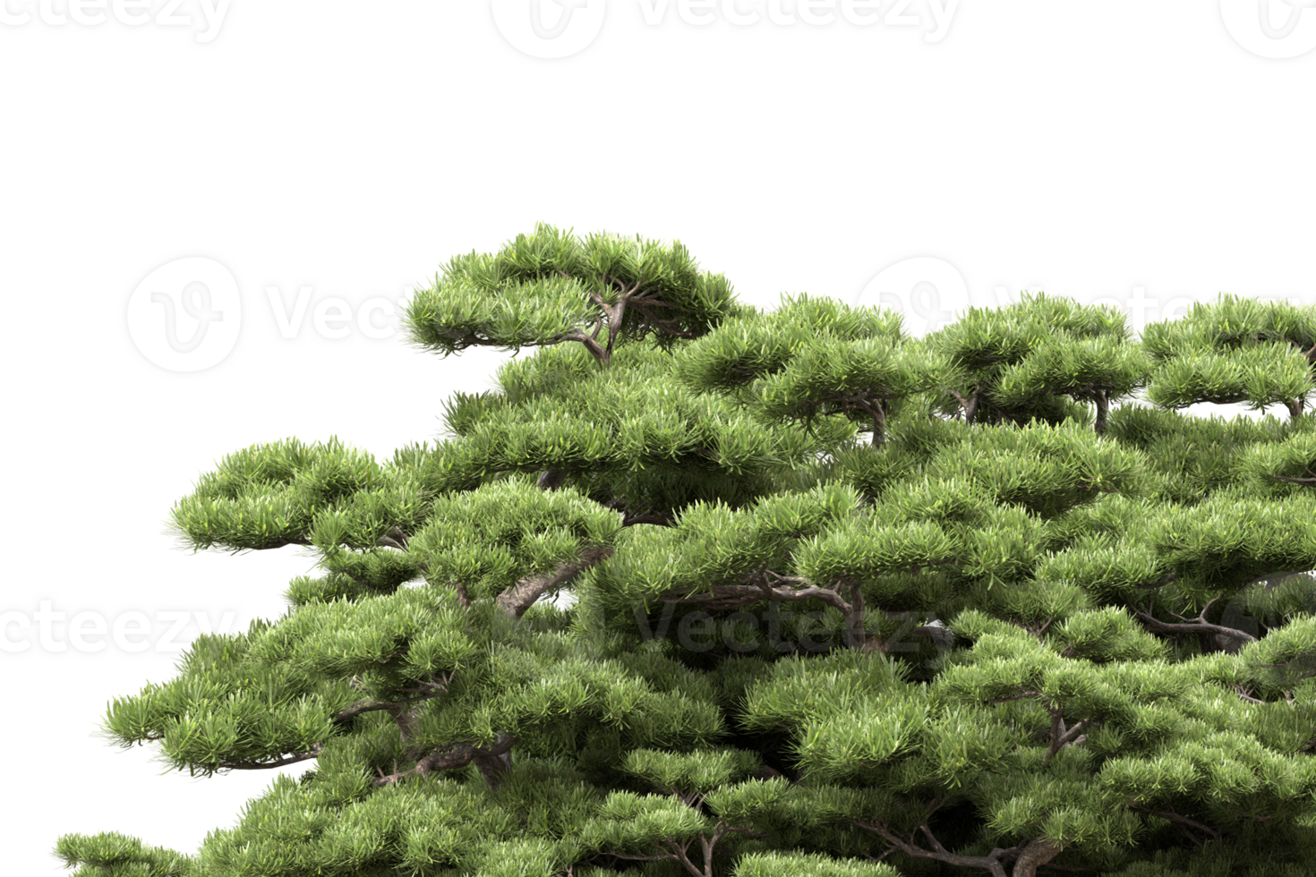 Realistic forest isolated on transparent background. 3d rendering - illustration png