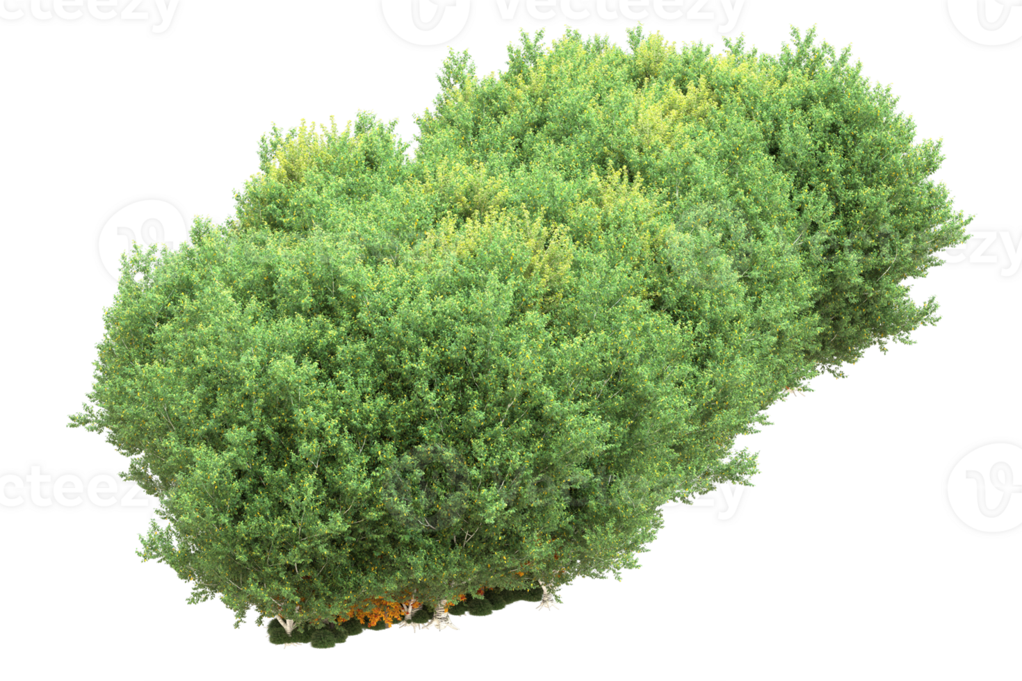 Realistic forest isolated on transparent background. 3d rendering - illustration png
