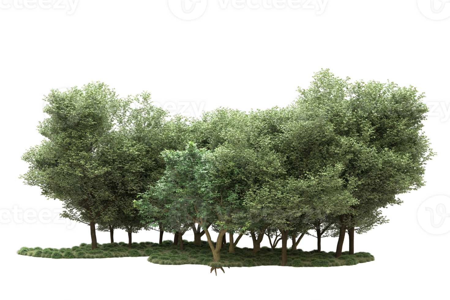 Realistic forest isolated on transparent background. 3d rendering - illustration png