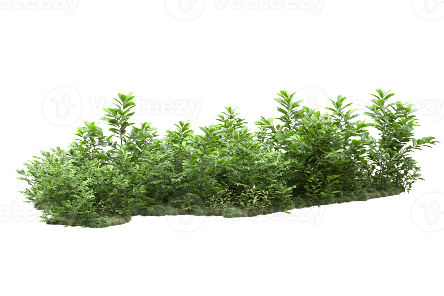 Realistic forest isolated on transparent background. 3d rendering - illustration png