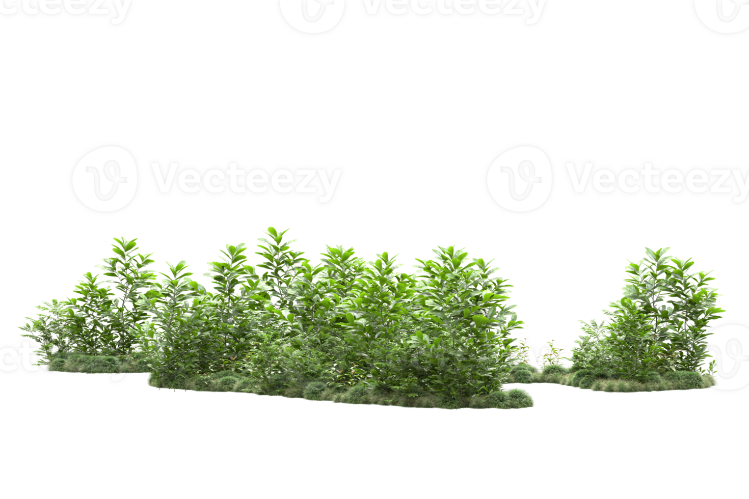 Realistic forest isolated on transparent background. 3d rendering - illustration png