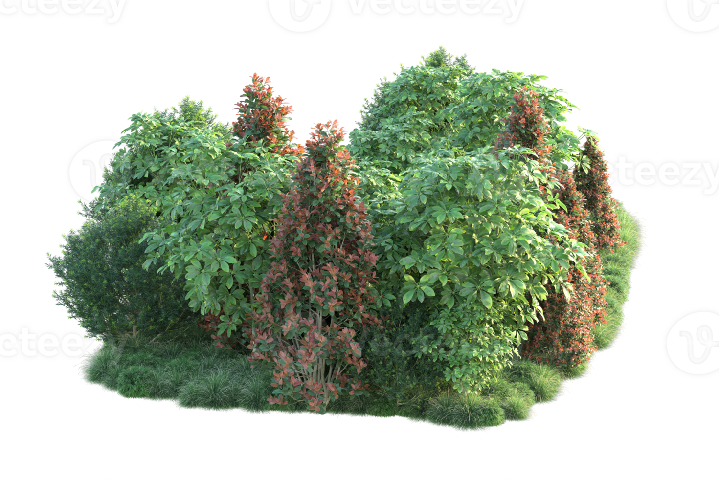 Tropical forest isolated on transparent background. 3d rendering - illustration png