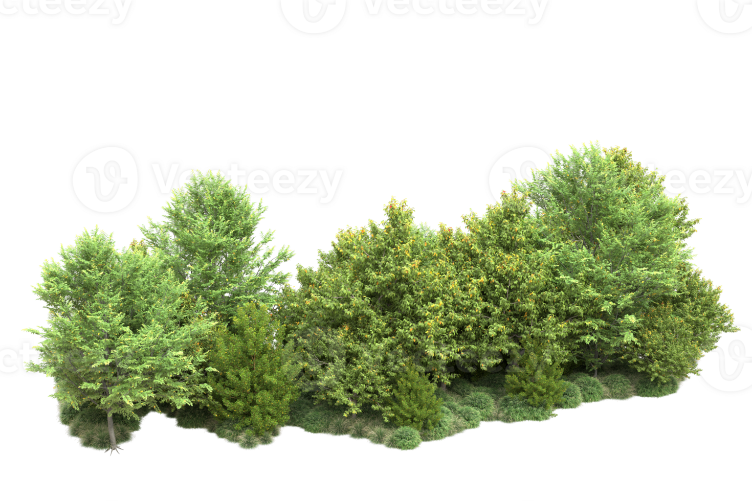Tropical forest isolated on transparent background. 3d rendering - illustration png