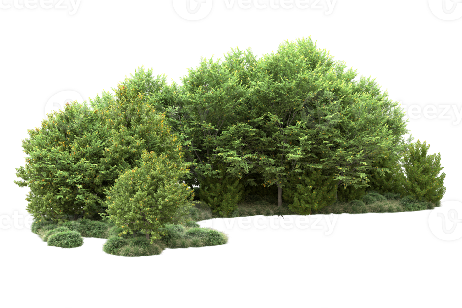 Tropical forest isolated on transparent background. 3d rendering - illustration png