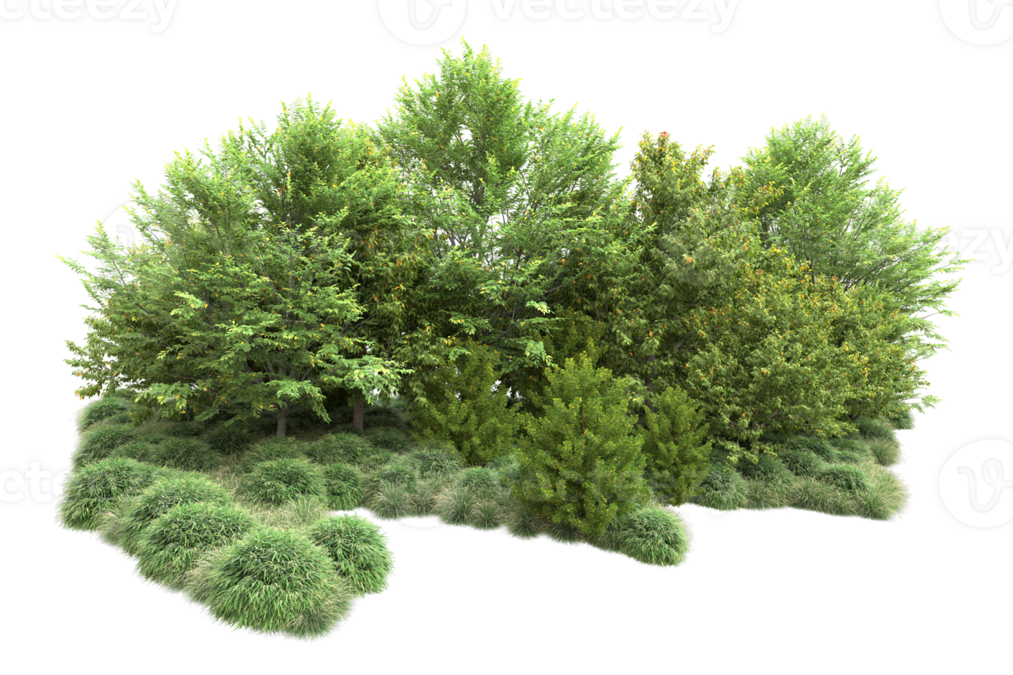 Tropical forest isolated on transparent background. 3d rendering - illustration png