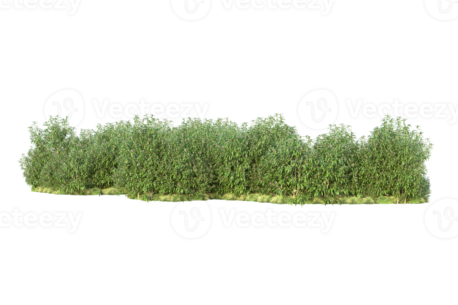 Tropical forest isolated on transparent background. 3d rendering - illustration png