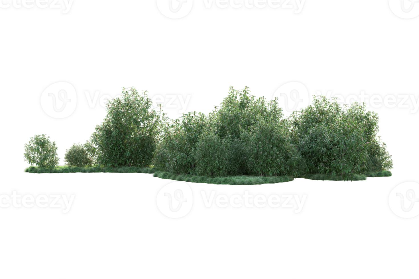 Tropical forest isolated on transparent background. 3d rendering - illustration png