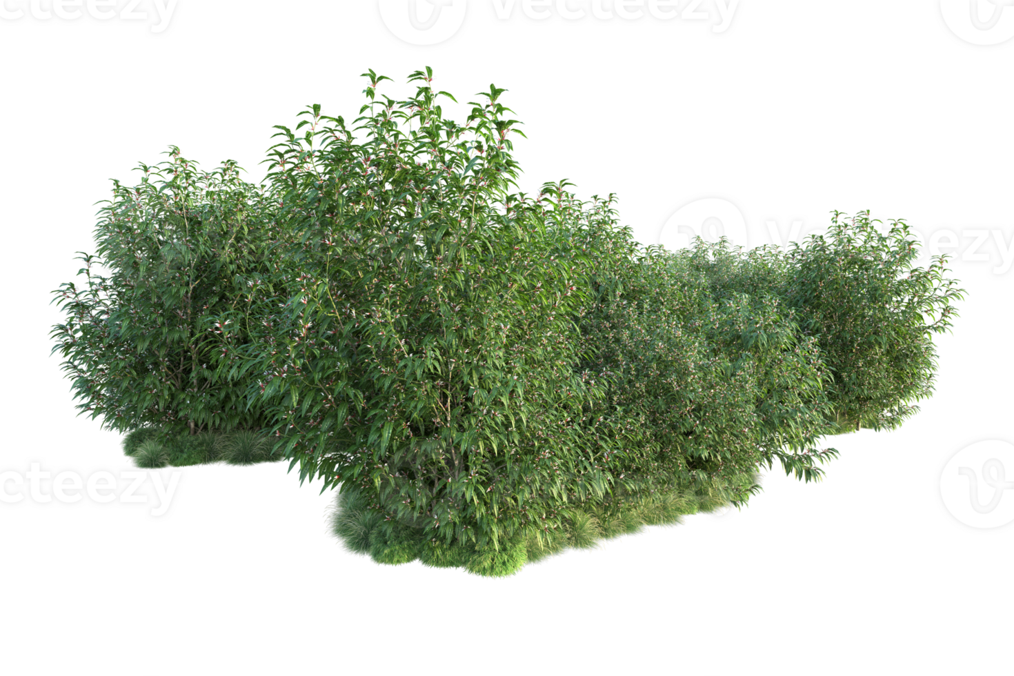 Tropical forest isolated on transparent background. 3d rendering - illustration png
