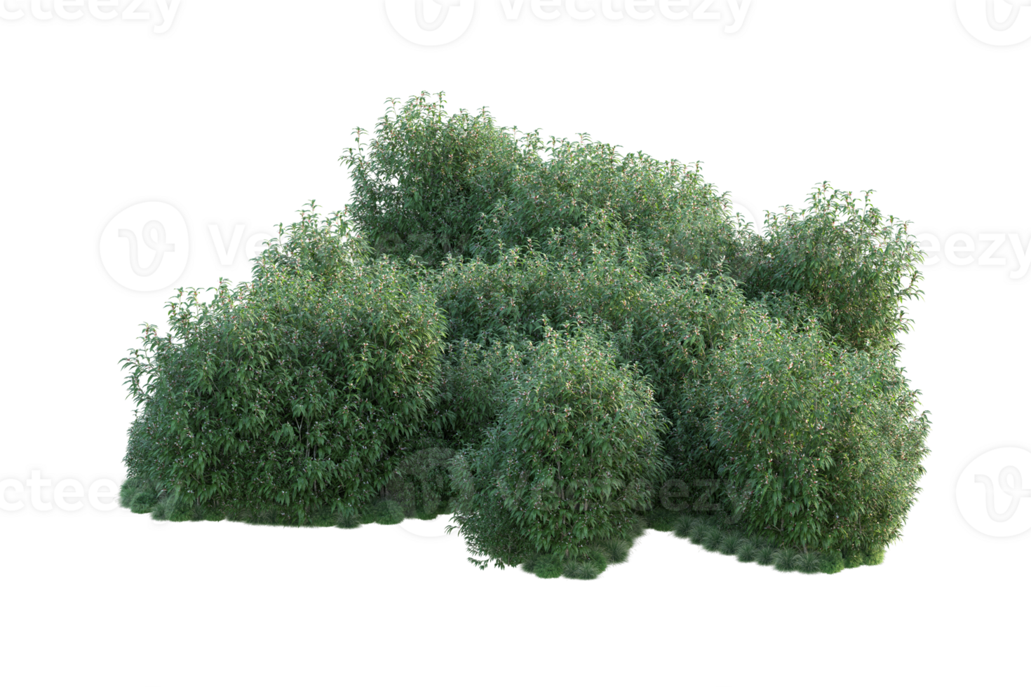 Tropical forest isolated on transparent background. 3d rendering - illustration png