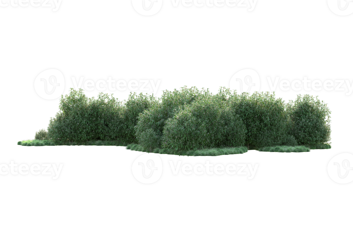 Tropical forest isolated on transparent background. 3d rendering - illustration png