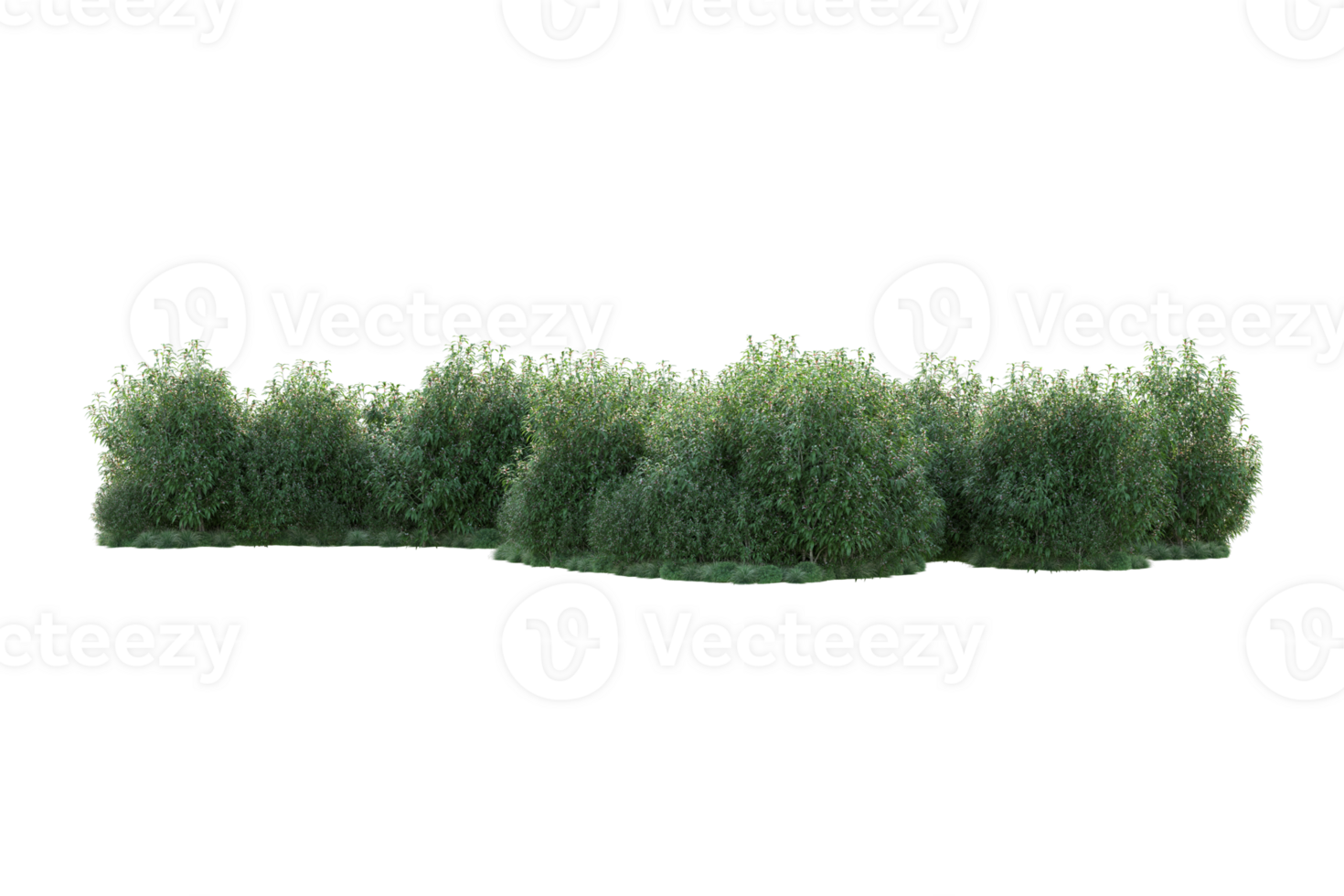 Tropical forest isolated on transparent background. 3d rendering - illustration png