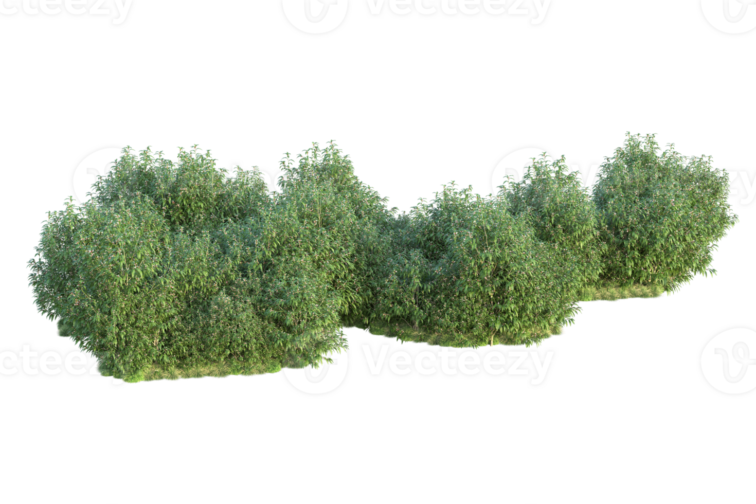 Tropical forest isolated on transparent background. 3d rendering - illustration png