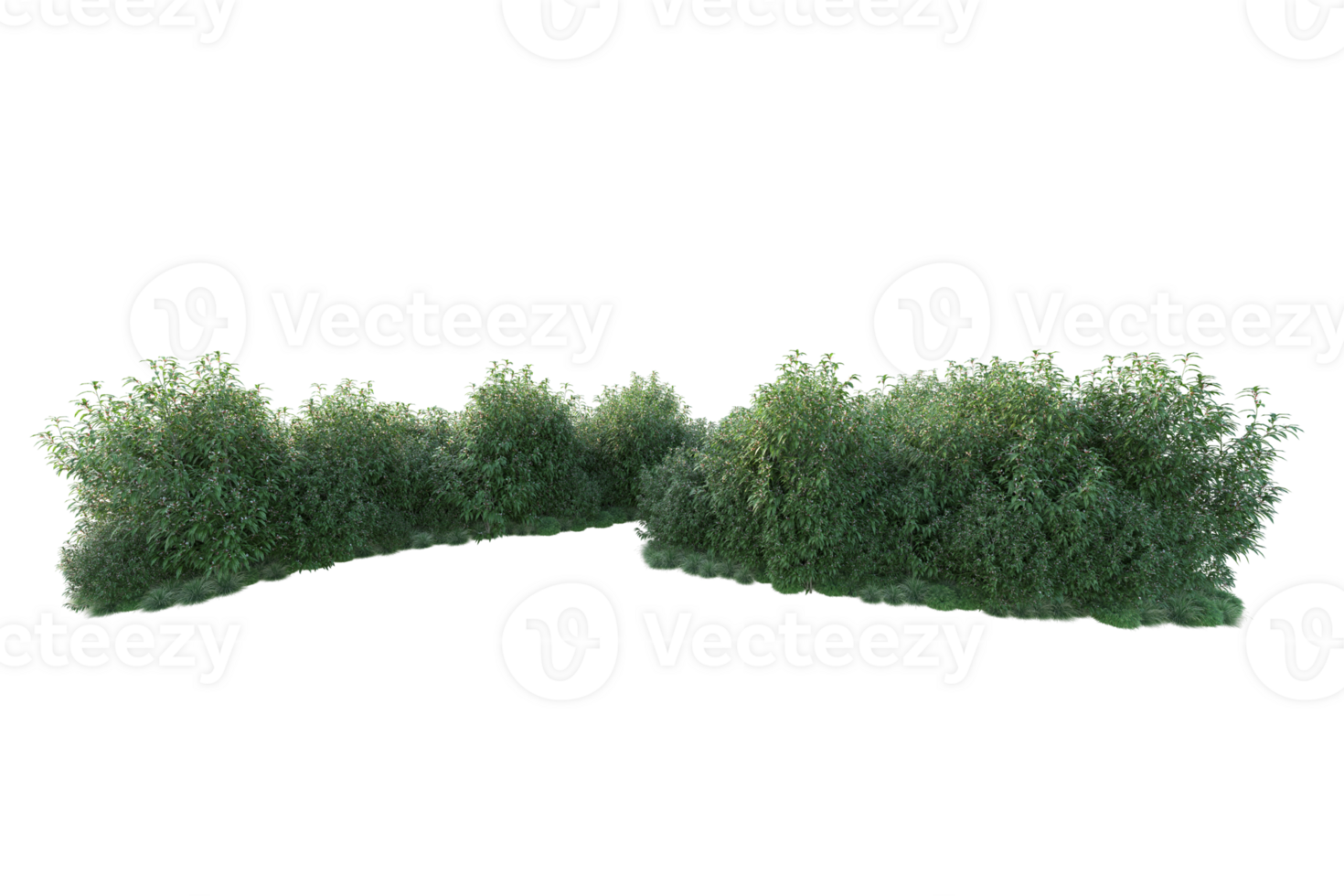 Tropical forest isolated on transparent background. 3d rendering - illustration png