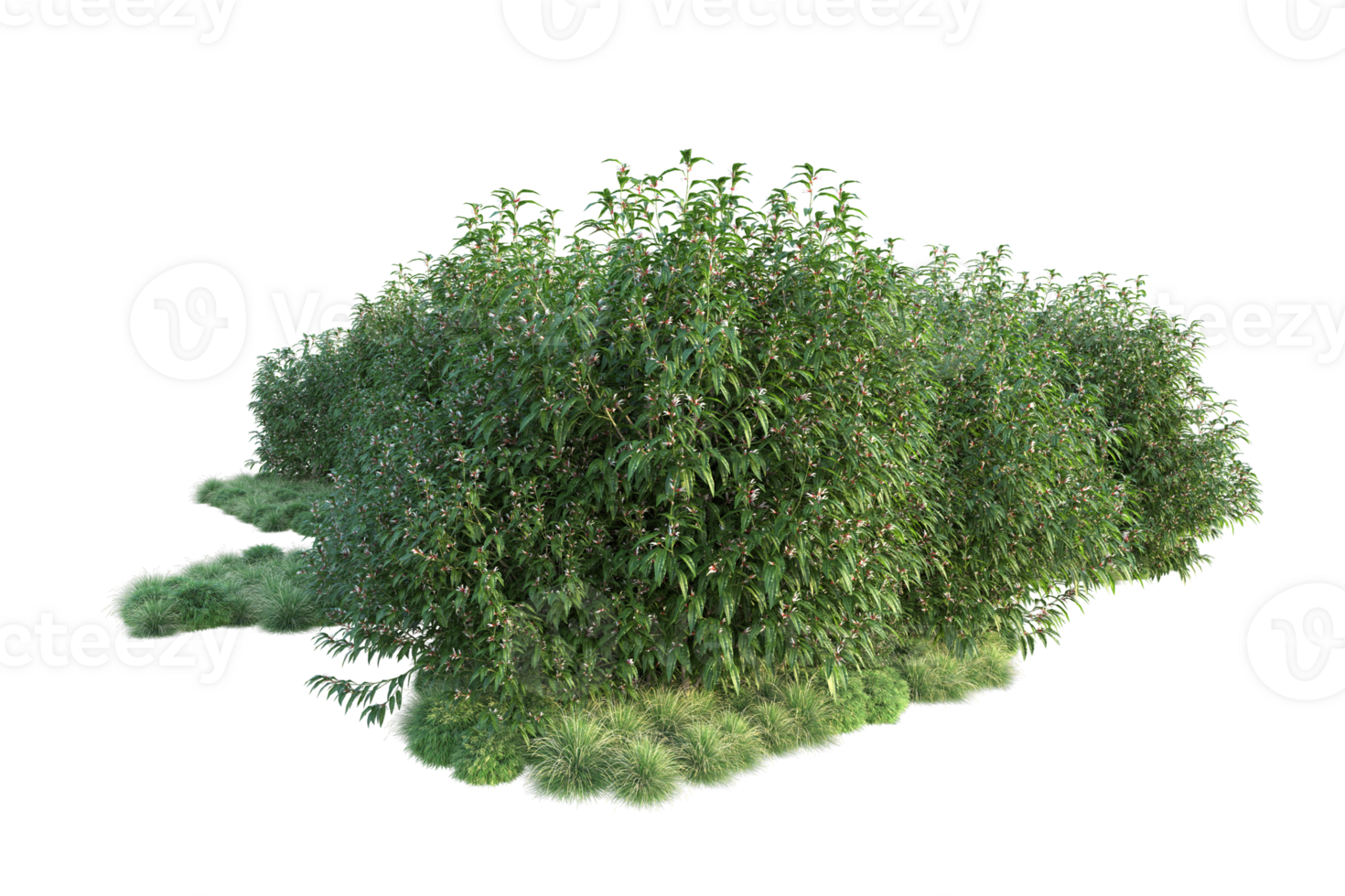 Tropical forest isolated on transparent background. 3d rendering - illustration png