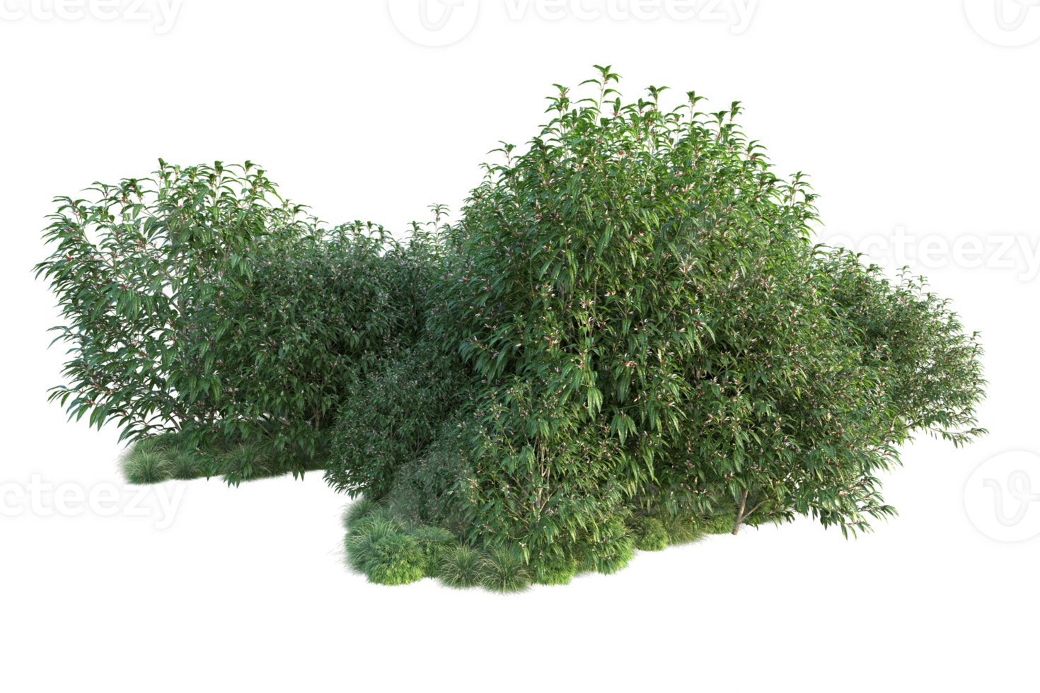 Tropical forest isolated on transparent background. 3d rendering - illustration png