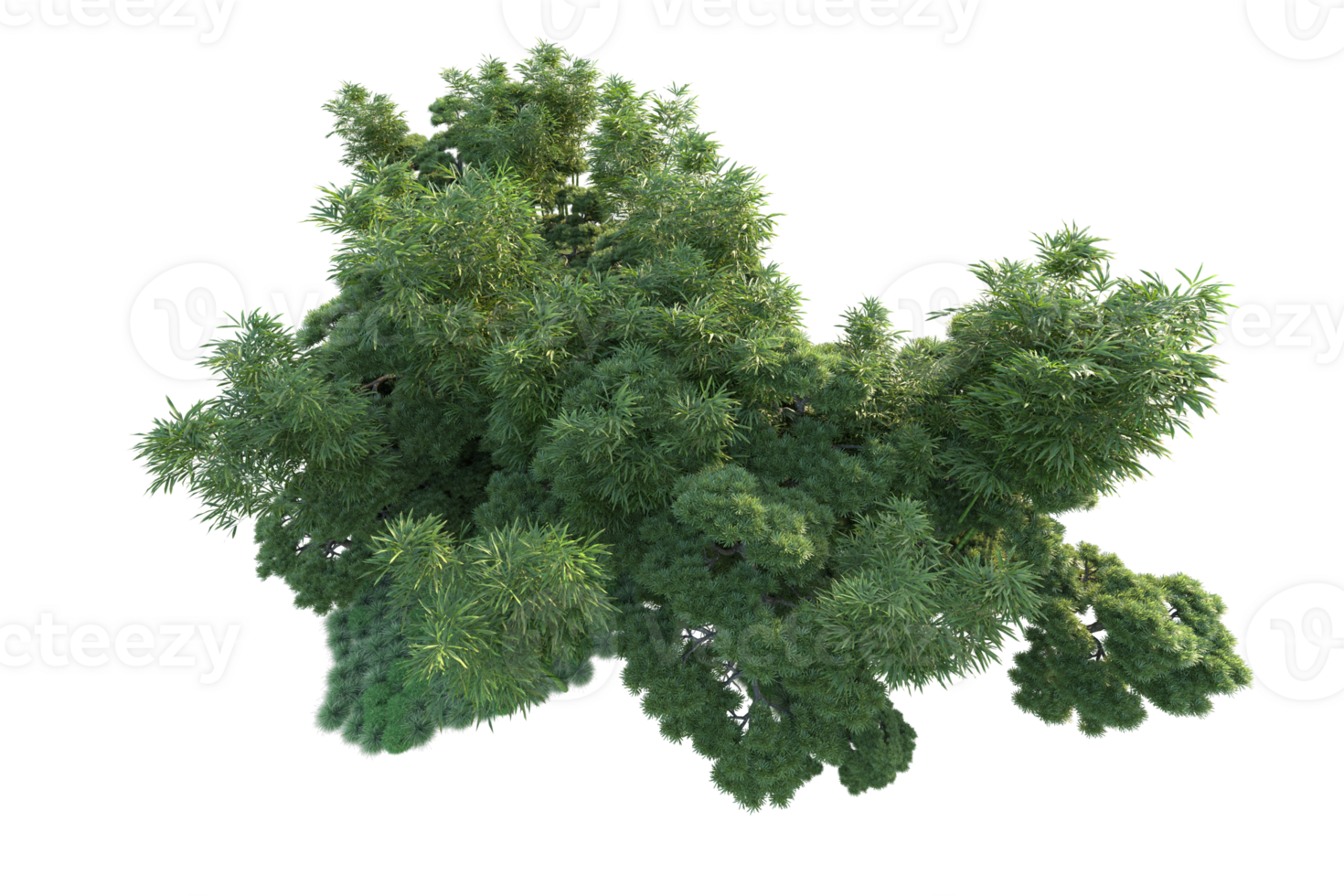 Tropical forest isolated on transparent background. 3d rendering - illustration png