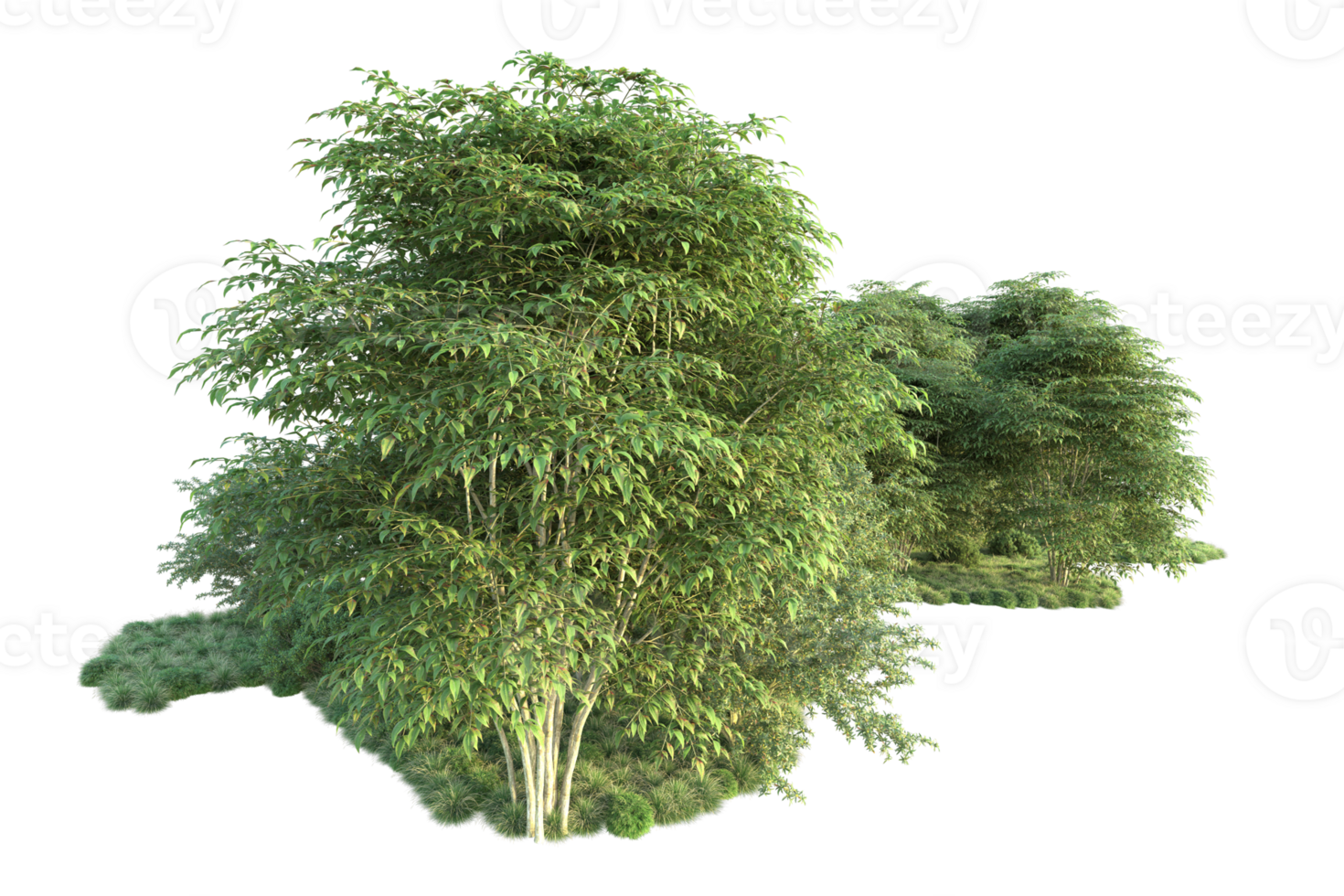 Tropical forest isolated on transparent background. 3d rendering - illustration png