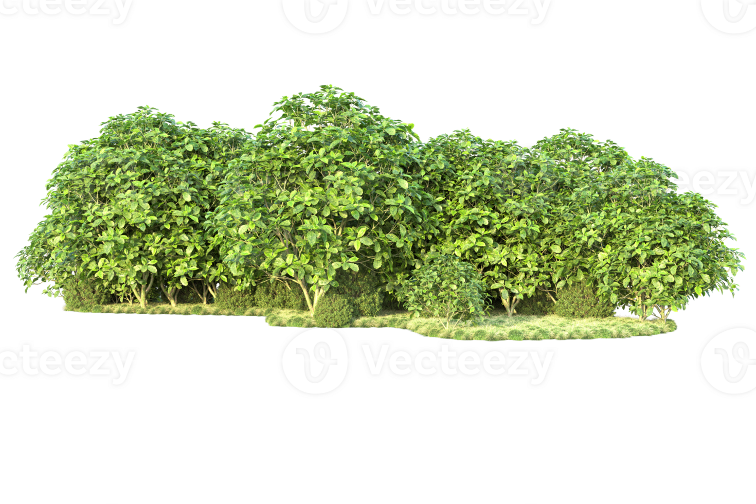 Tropical forest isolated on transparent background. 3d rendering - illustration png