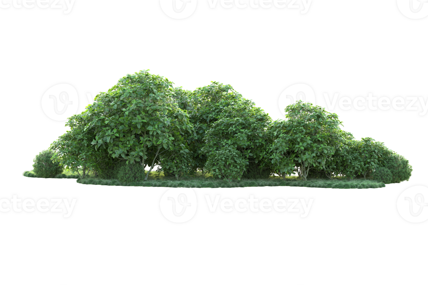 Tropical forest isolated on transparent background. 3d rendering - illustration png