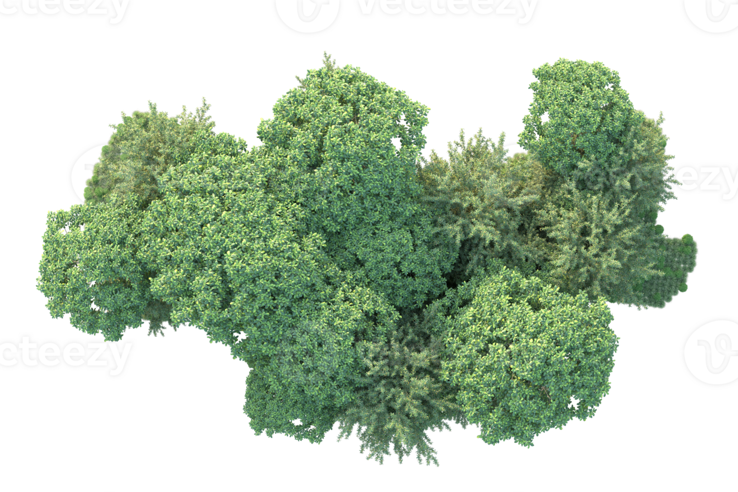 Tropical forest isolated on transparent background. 3d rendering - illustration png