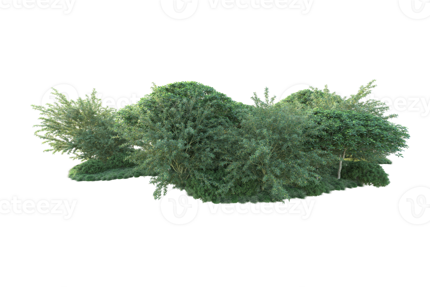 Tropical forest isolated on transparent background. 3d rendering - illustration png