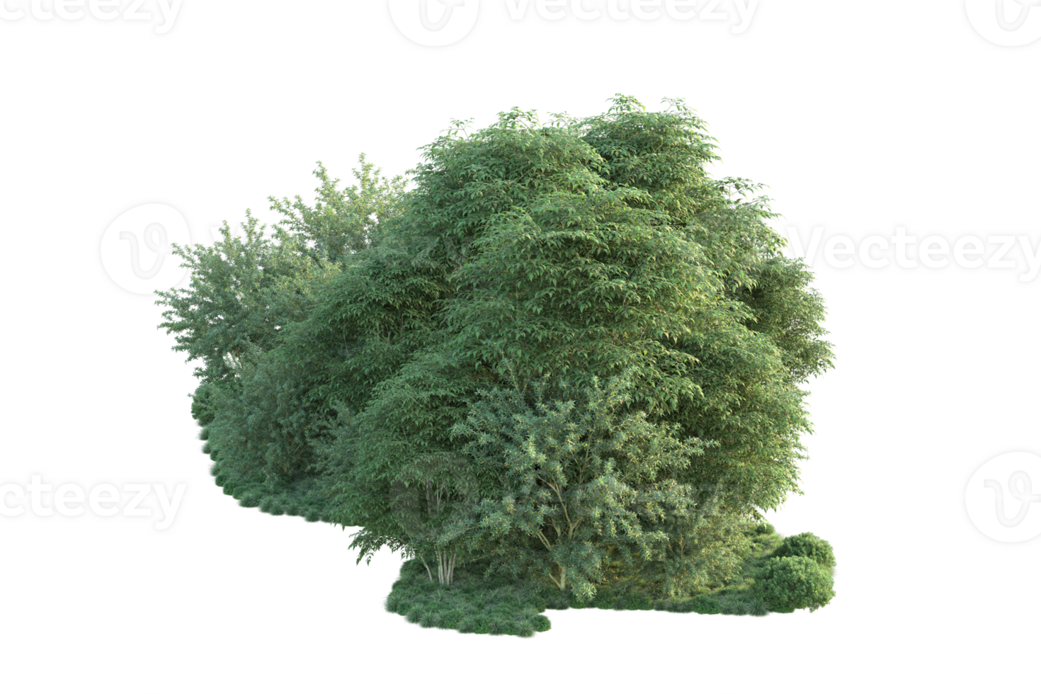 Tropical forest isolated on transparent background. 3d rendering - illustration png