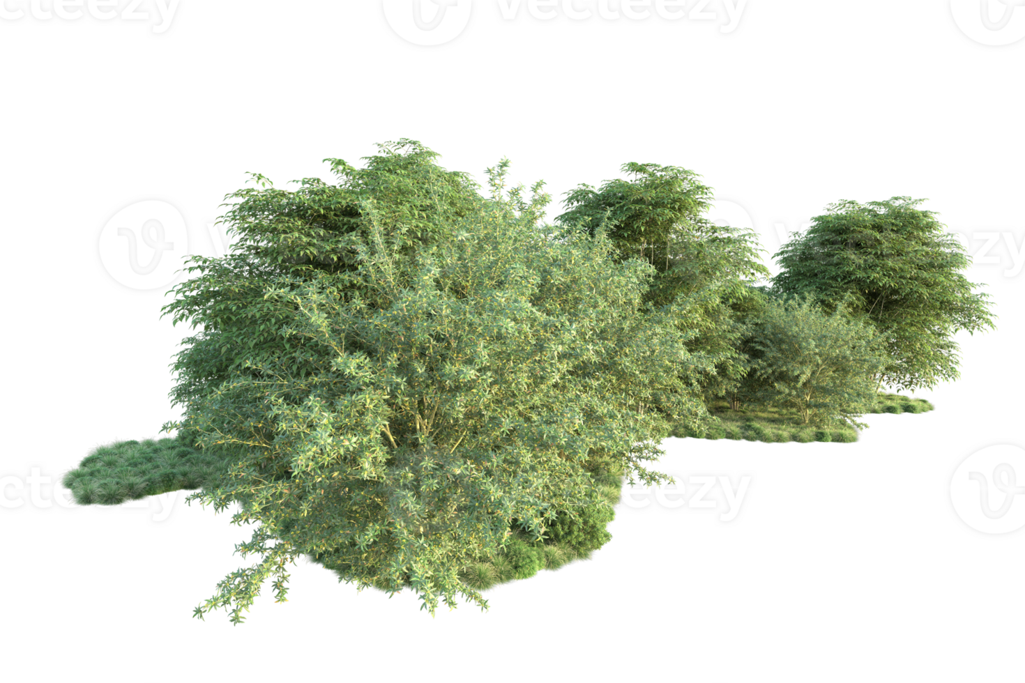 Tropical forest isolated on transparent background. 3d rendering - illustration png