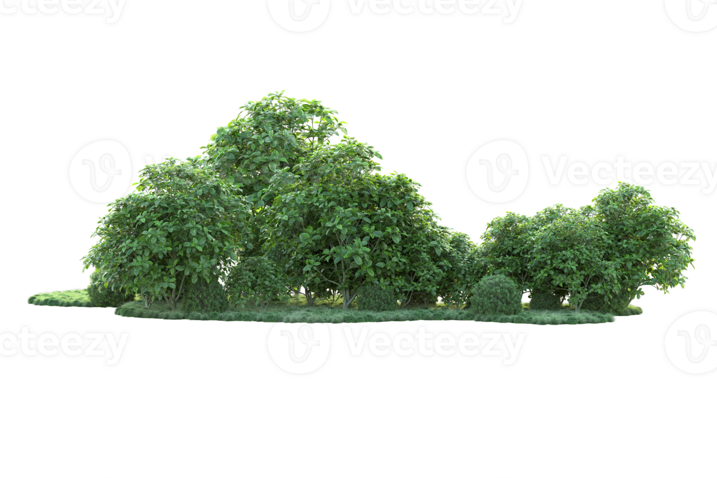 Tropical forest isolated on transparent background. 3d rendering - illustration png