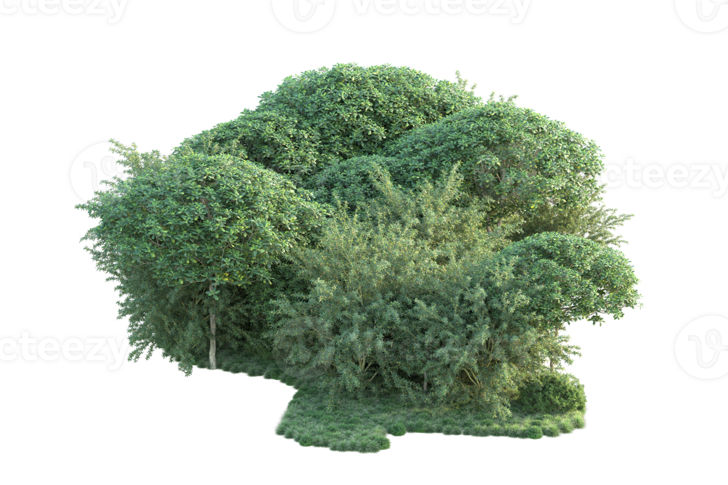 Tropical forest isolated on transparent background. 3d rendering - illustration png