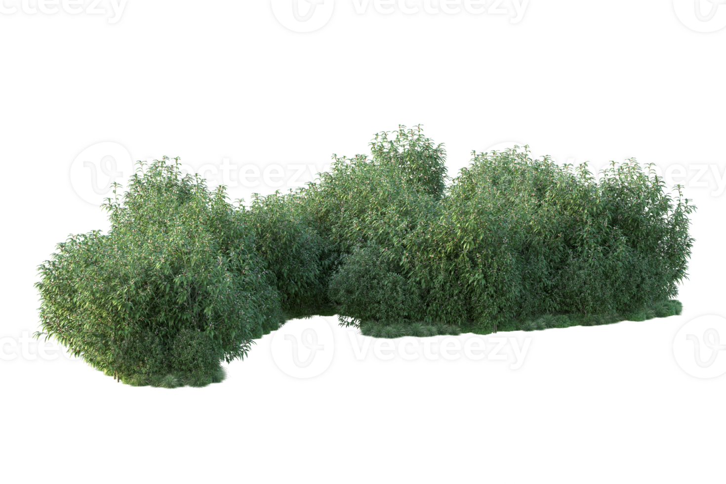 Tropical forest isolated on transparent background. 3d rendering - illustration png
