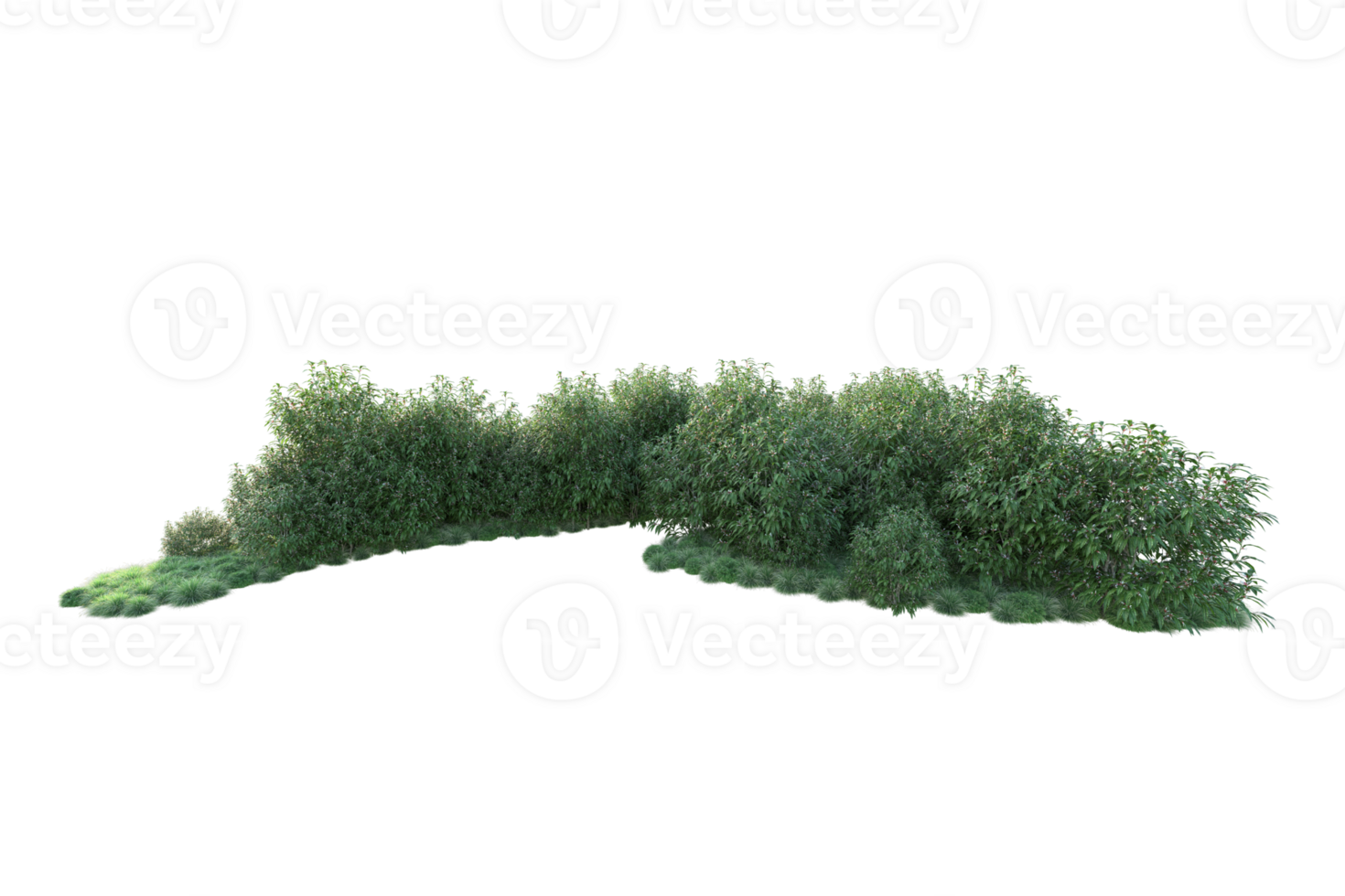 Tropical forest isolated on transparent background. 3d rendering - illustration png