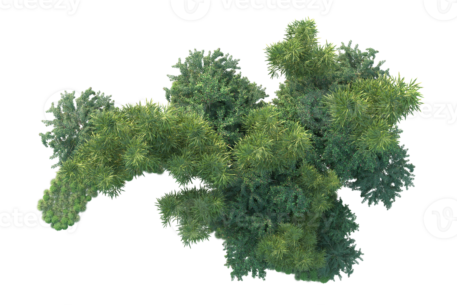 Tropical forest isolated on transparent background. 3d rendering - illustration png