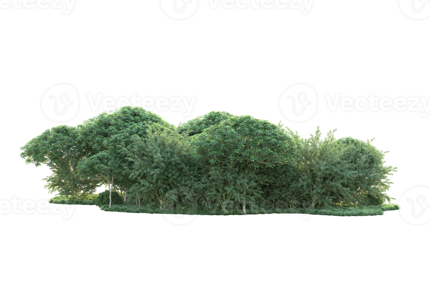 Tropical forest isolated on transparent background. 3d rendering - illustration png
