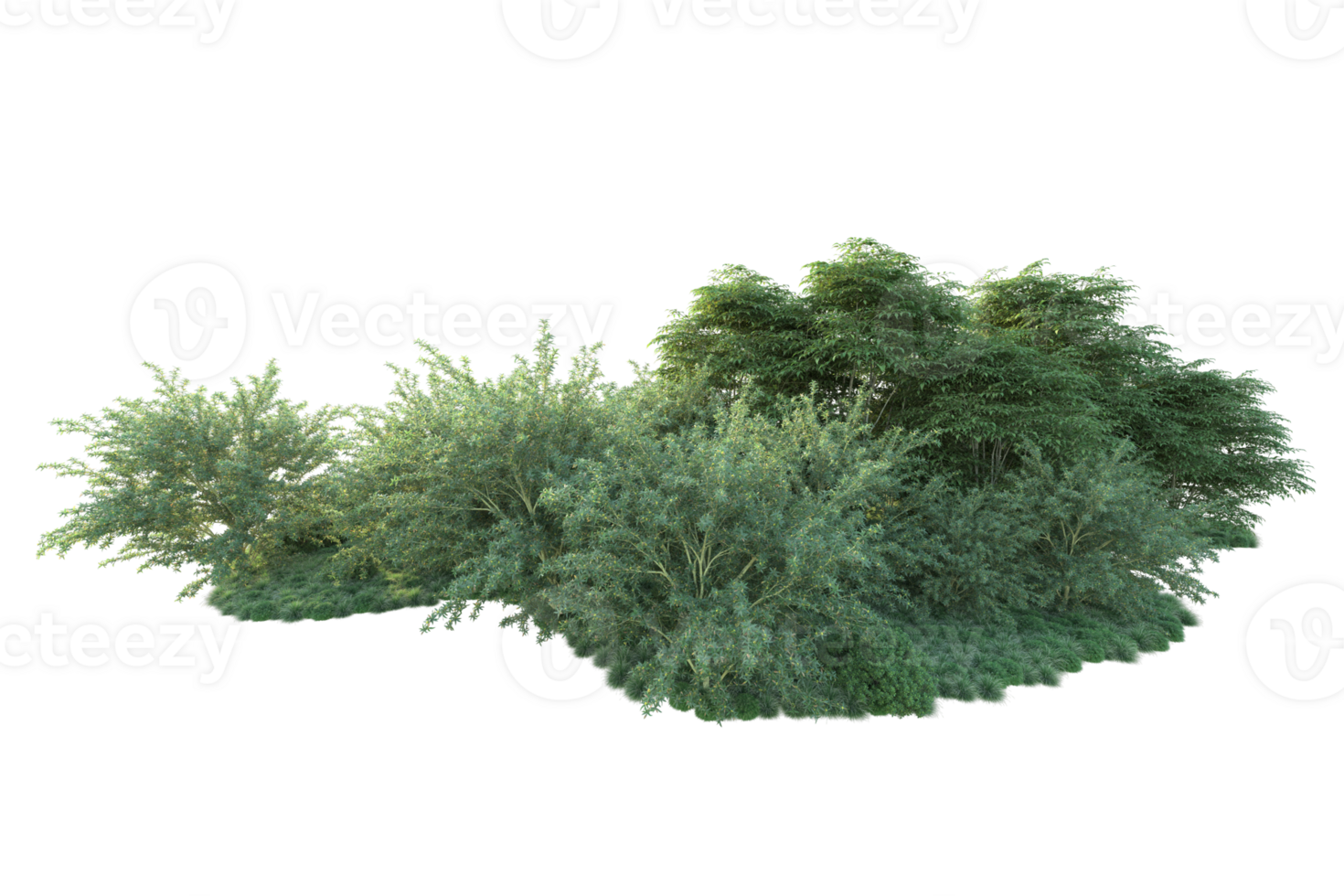 Tropical forest isolated on transparent background. 3d rendering - illustration png