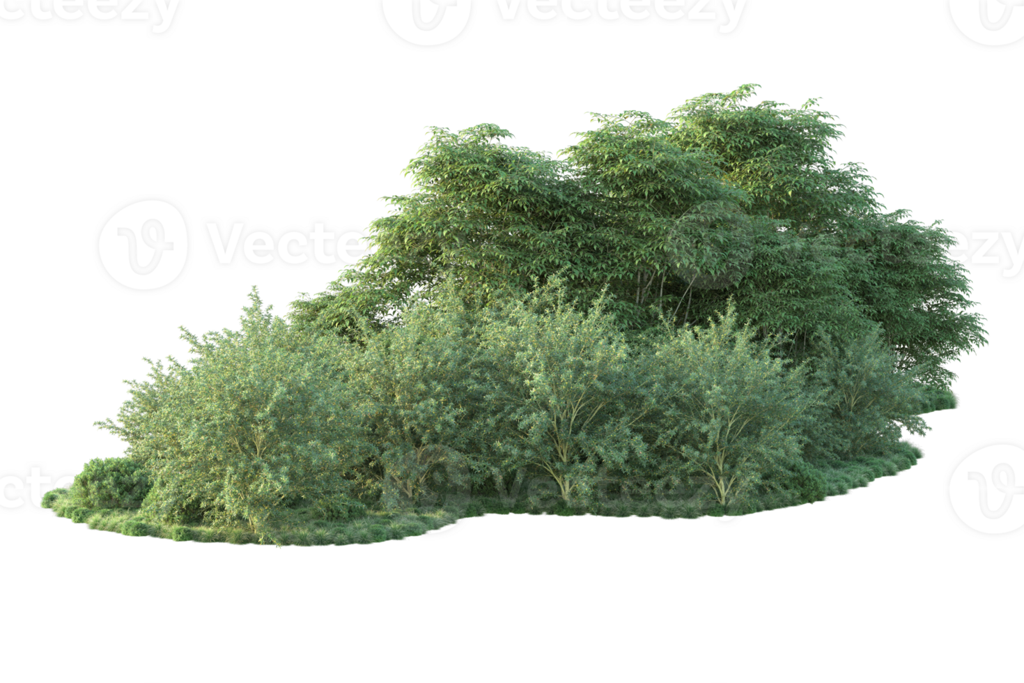 Tropical forest isolated on transparent background. 3d rendering - illustration png
