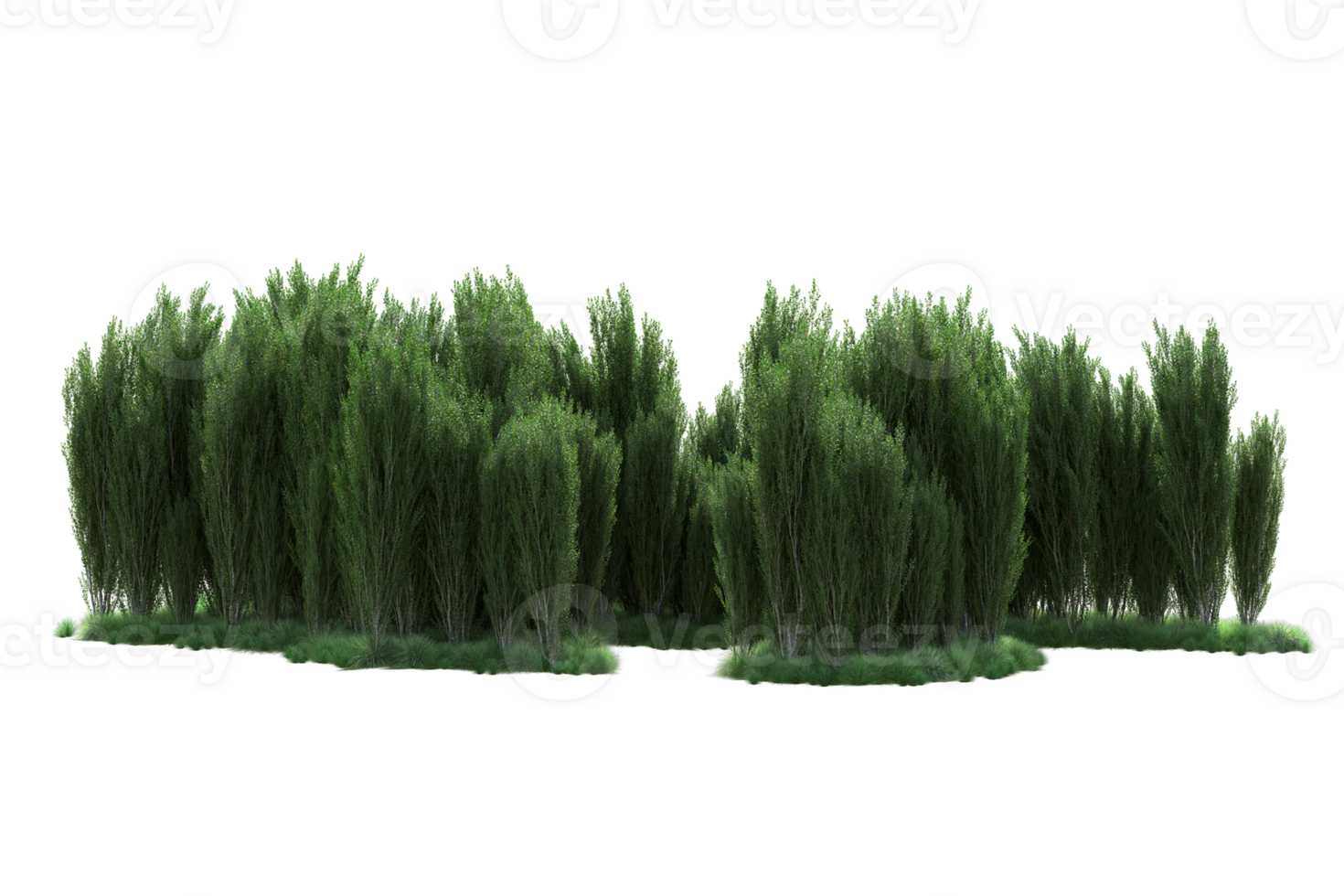 Tropical forest isolated on transparent background. 3d rendering - illustration png