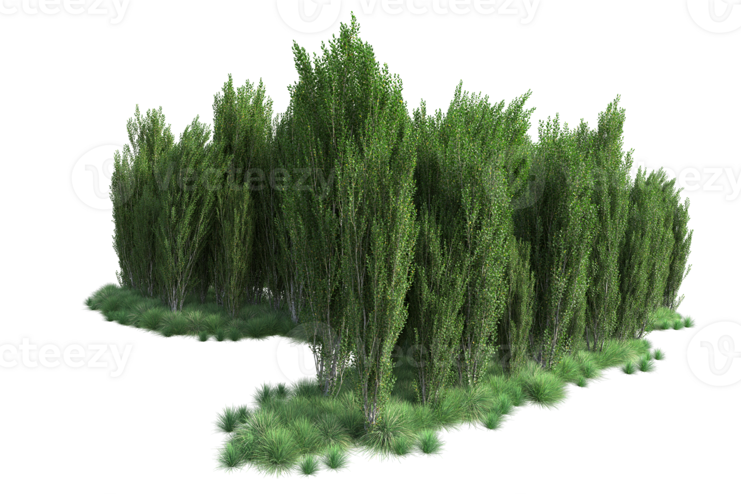 Tropical forest isolated on transparent background. 3d rendering - illustration png