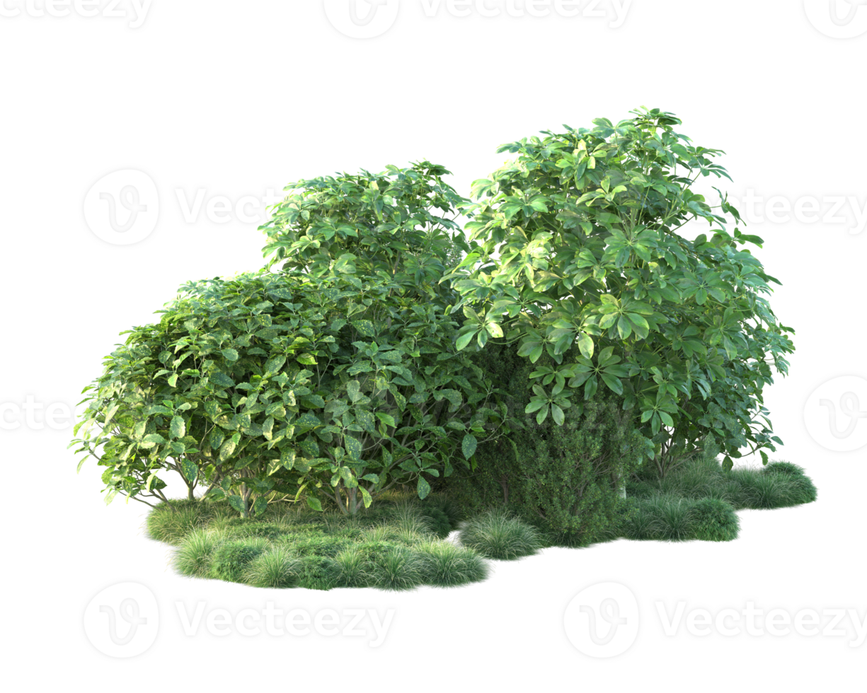 Tropical forest isolated on transparent background. 3d rendering - illustration png
