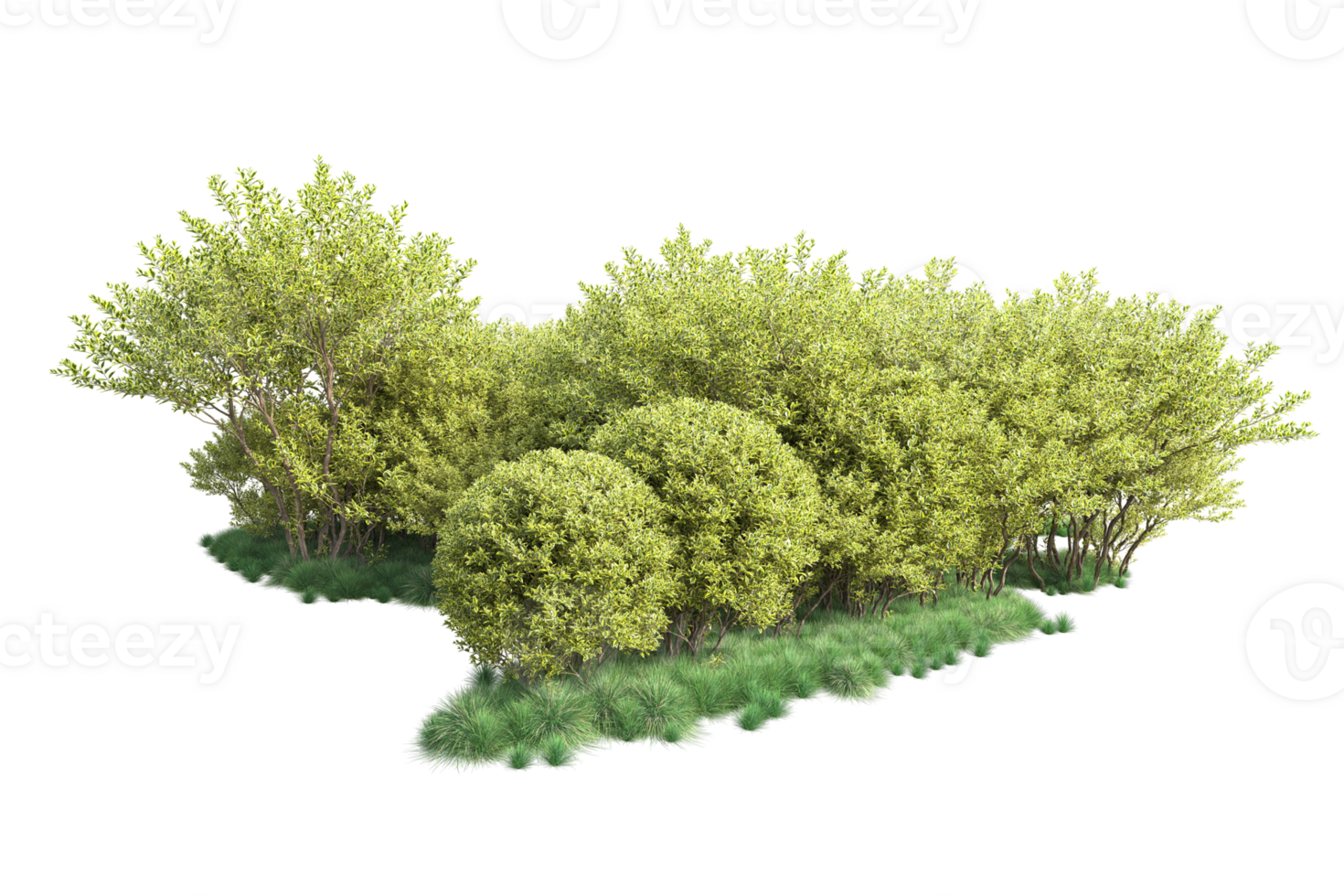Tropical forest isolated on transparent background. 3d rendering - illustration png