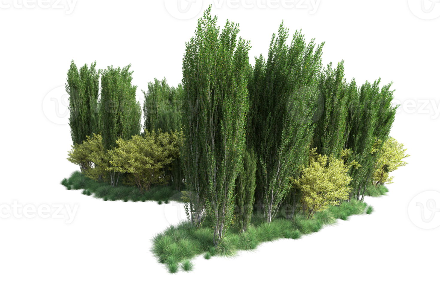 Tropical forest isolated on transparent background. 3d rendering - illustration png