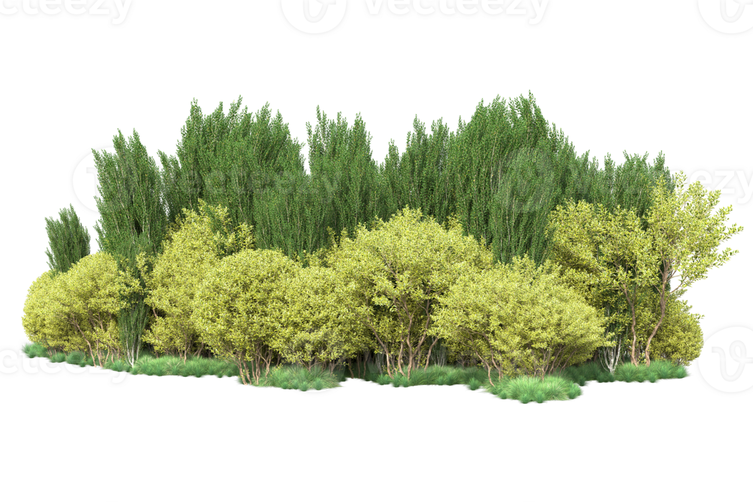 Tropical forest isolated on transparent background. 3d rendering - illustration png