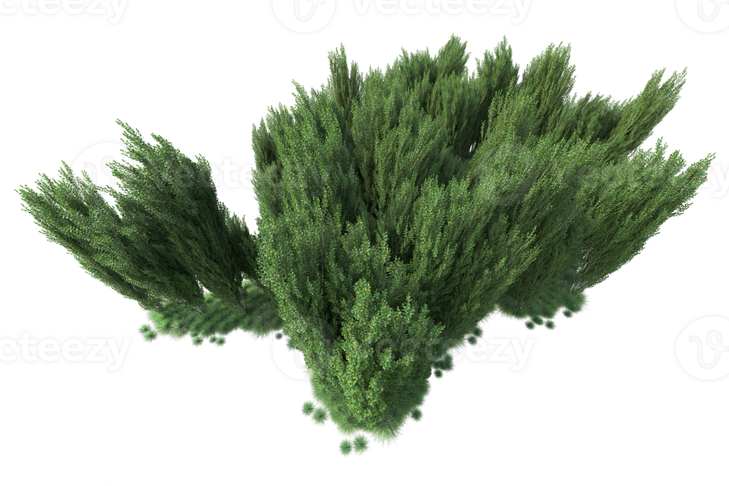 Tropical forest isolated on transparent background. 3d rendering - illustration png